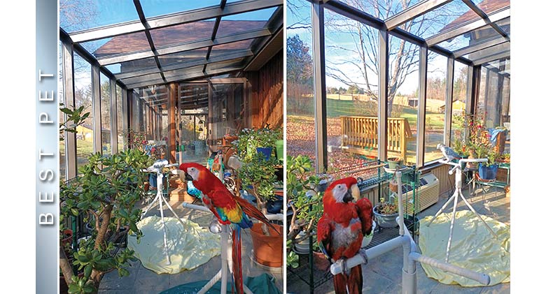 BEST PET: Various plants & two parrots, one red, one gray, on stands in a brown solarium with glass roof and sun shining in.