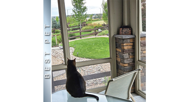 BEST PET: The back of a black cat sitting on a table looking at the backyard through the window of a screened porch enclosure.