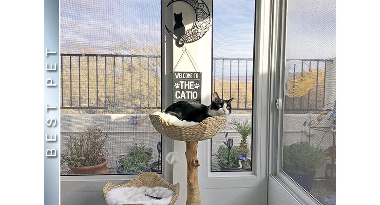  BEST PET: A black and white cat laying on a cat tree in a screen room. A sign above the cat says, 