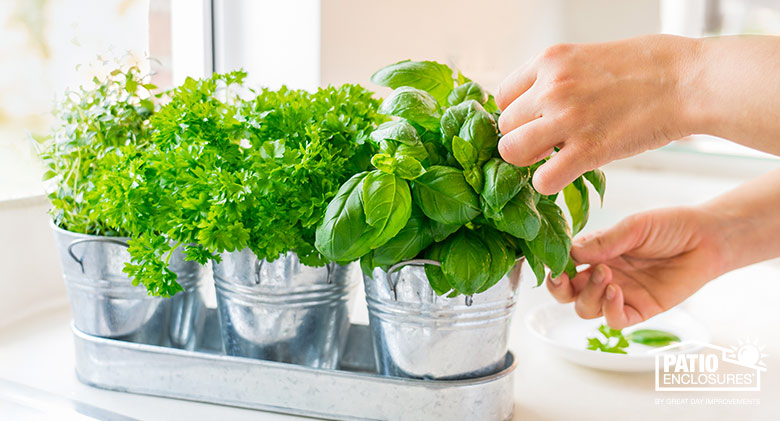 Hands of woman tending indoor herb garden planted in metal pots with metal drip tray.